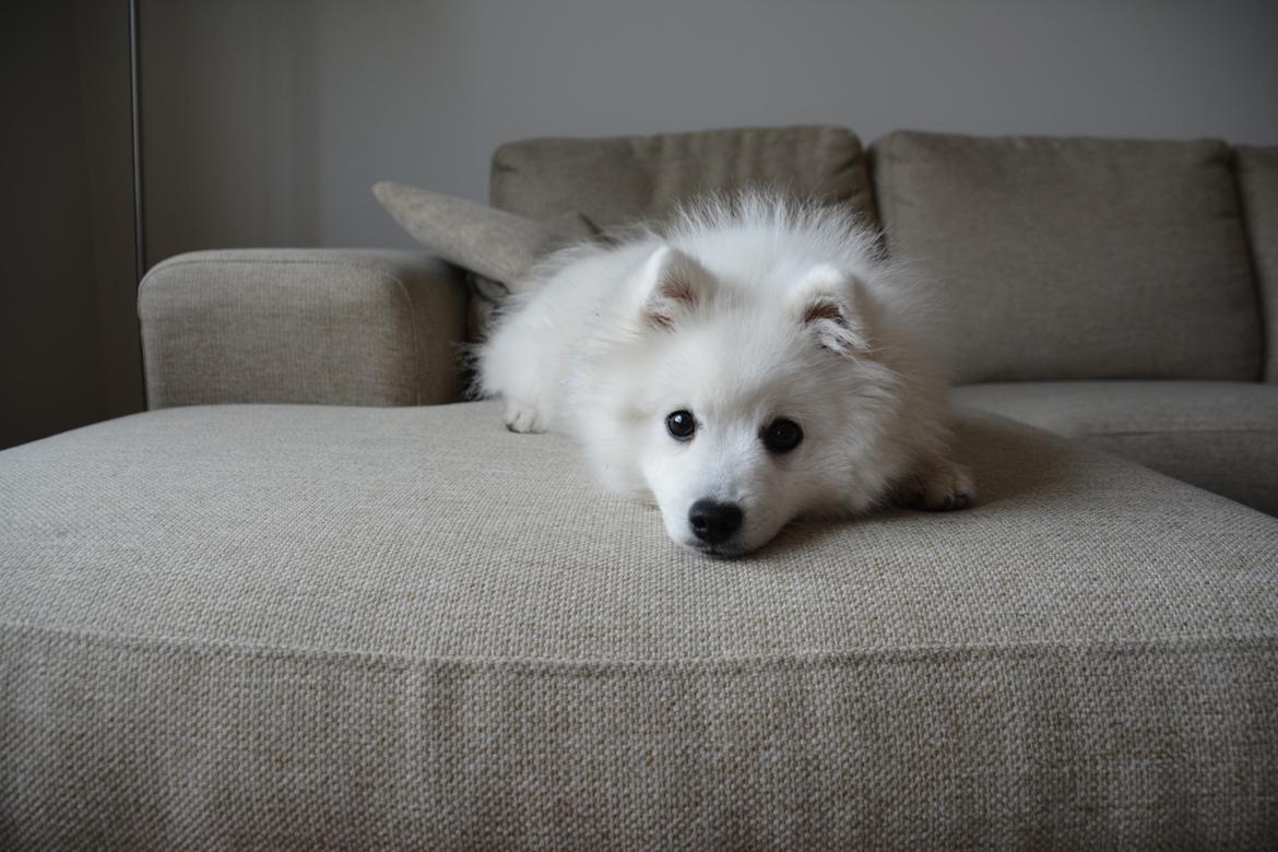 Japansk spids Alma billede 6