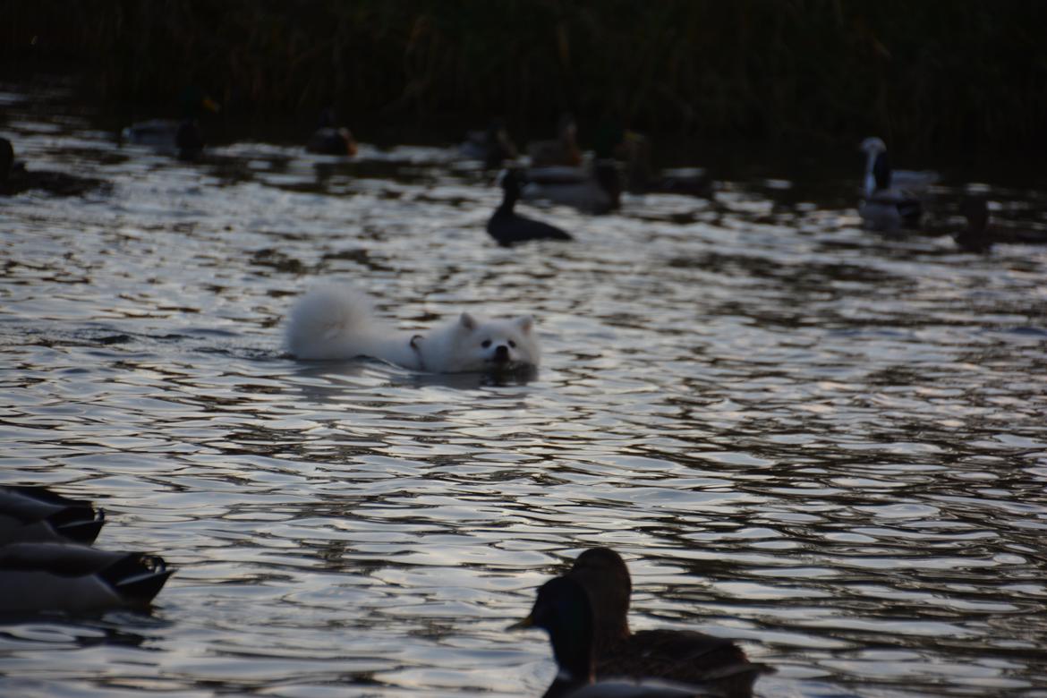 Japansk spids Alma billede 7