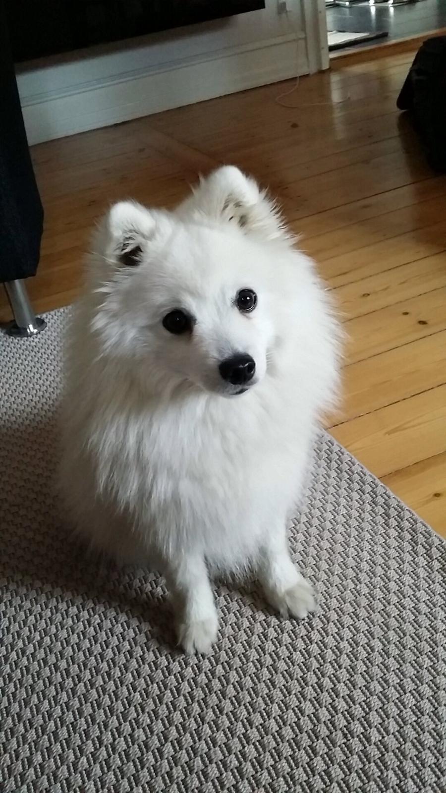 Japansk spids Alma - Alma 1 år og 2 mdr gammel billede 8