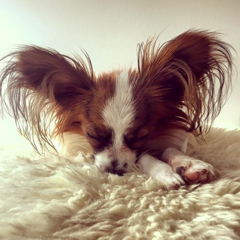 Papillon Askepot's Nemo "Louie" billede 20