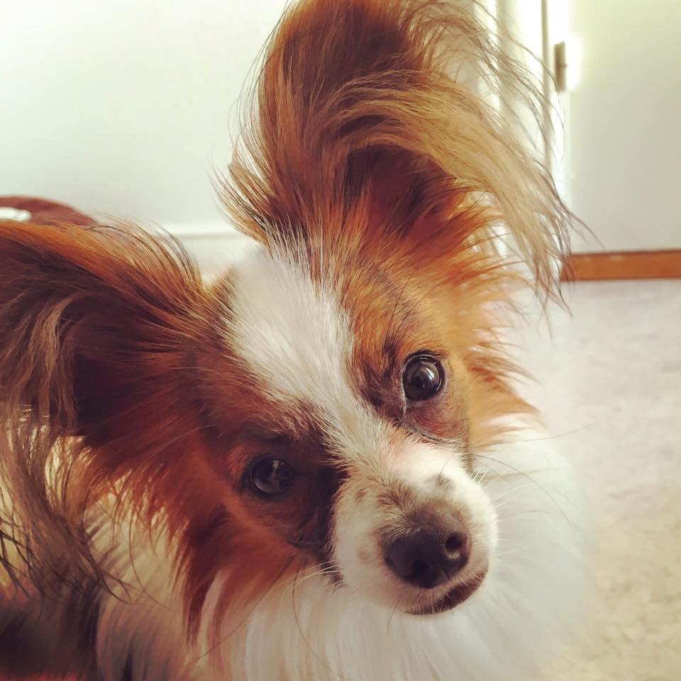 Papillon Askepot's Nemo "Louie" billede 21