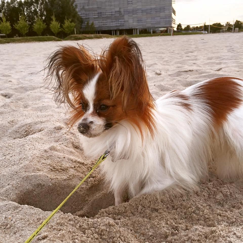 Papillon Askepot's Nemo "Louie" billede 22