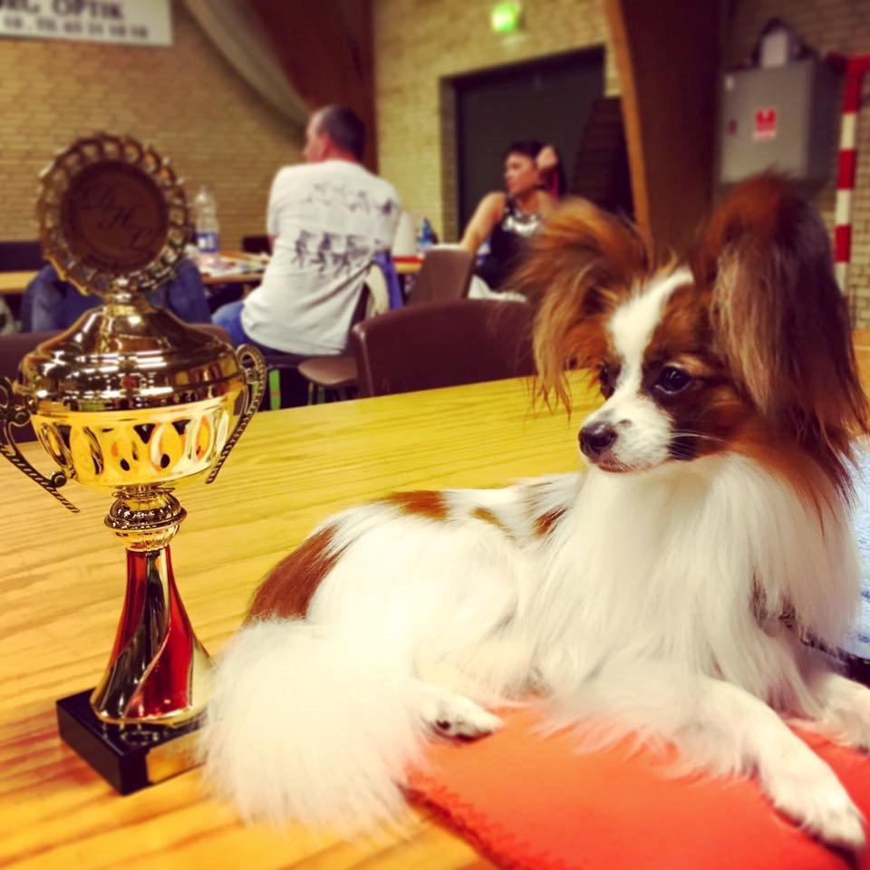 Papillon Askepot's Nemo "Louie" billede 23