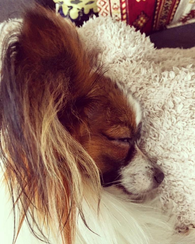 Papillon Askepot's Nemo "Louie" billede 19