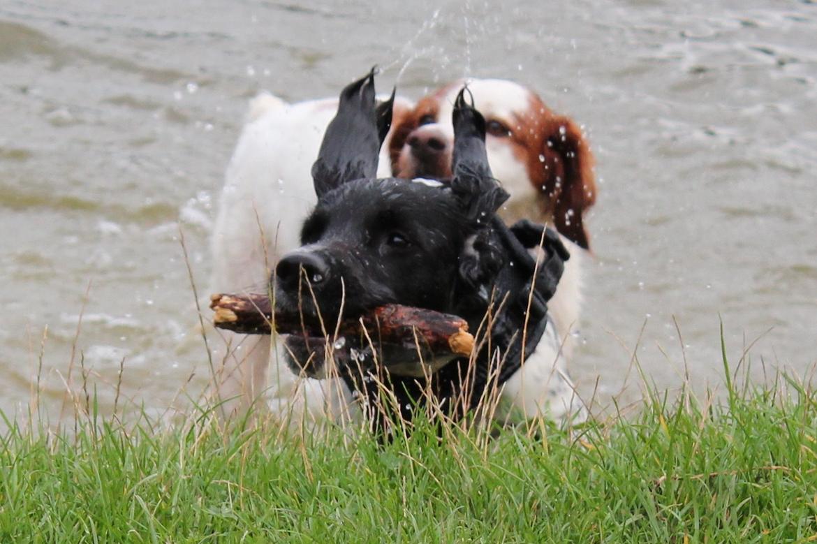 Field Trial Springer Spaniel Bobby billede 9