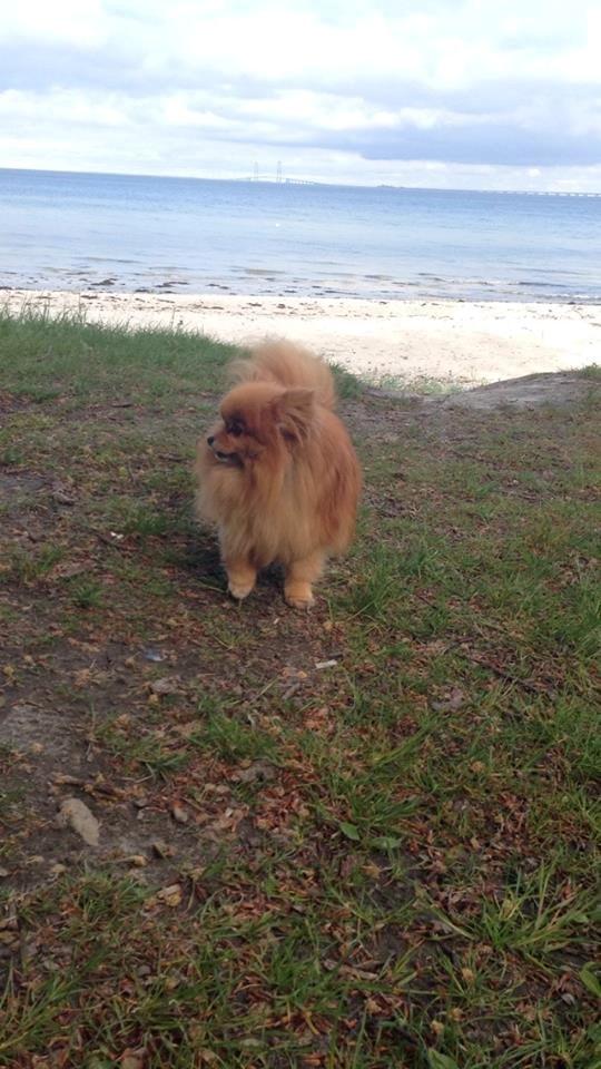 Pomeranian Malekits Nala billede 2