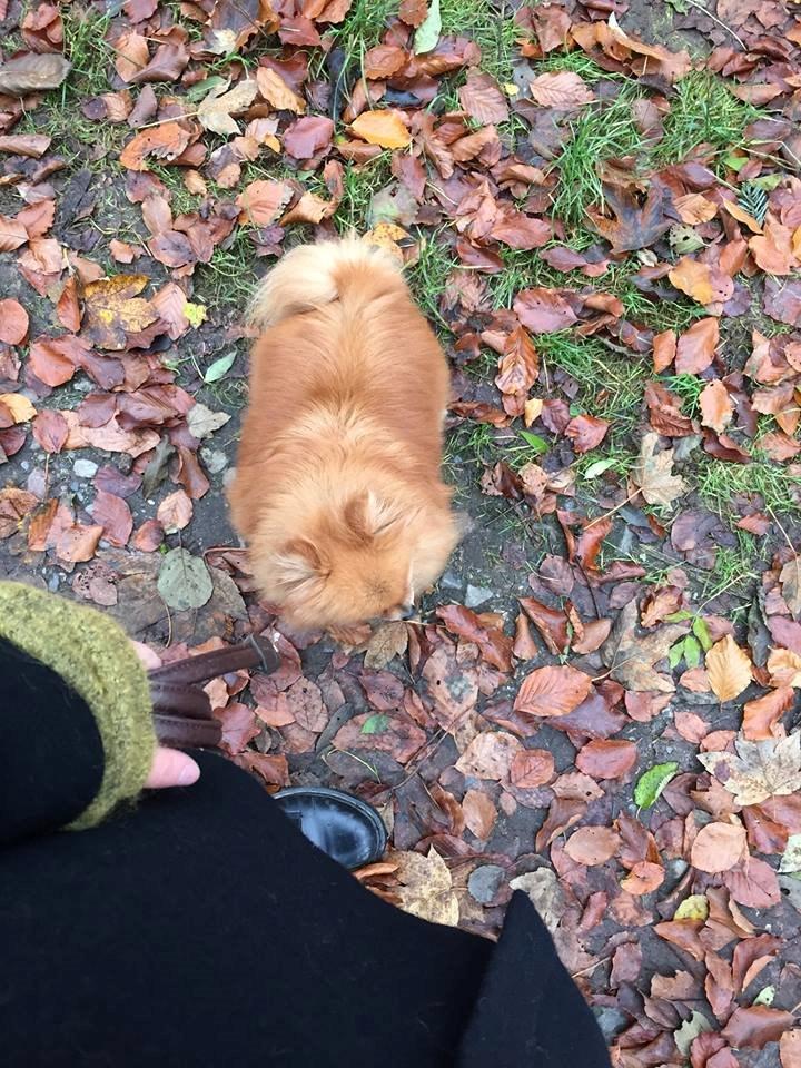 Pomeranian Malekits Nala billede 4