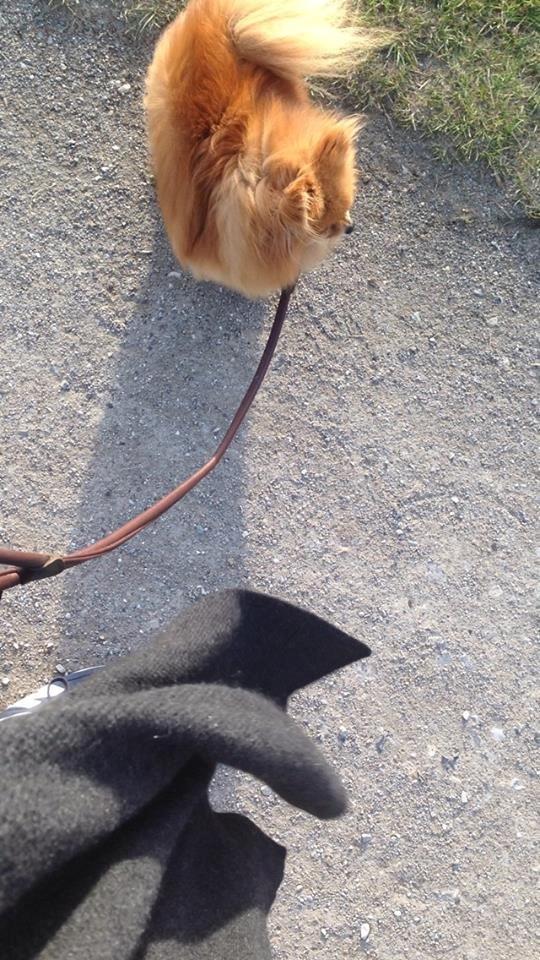 Pomeranian Malekits Nala billede 5