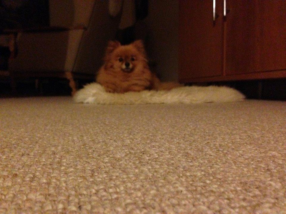 Pomeranian Malekits Nala billede 6