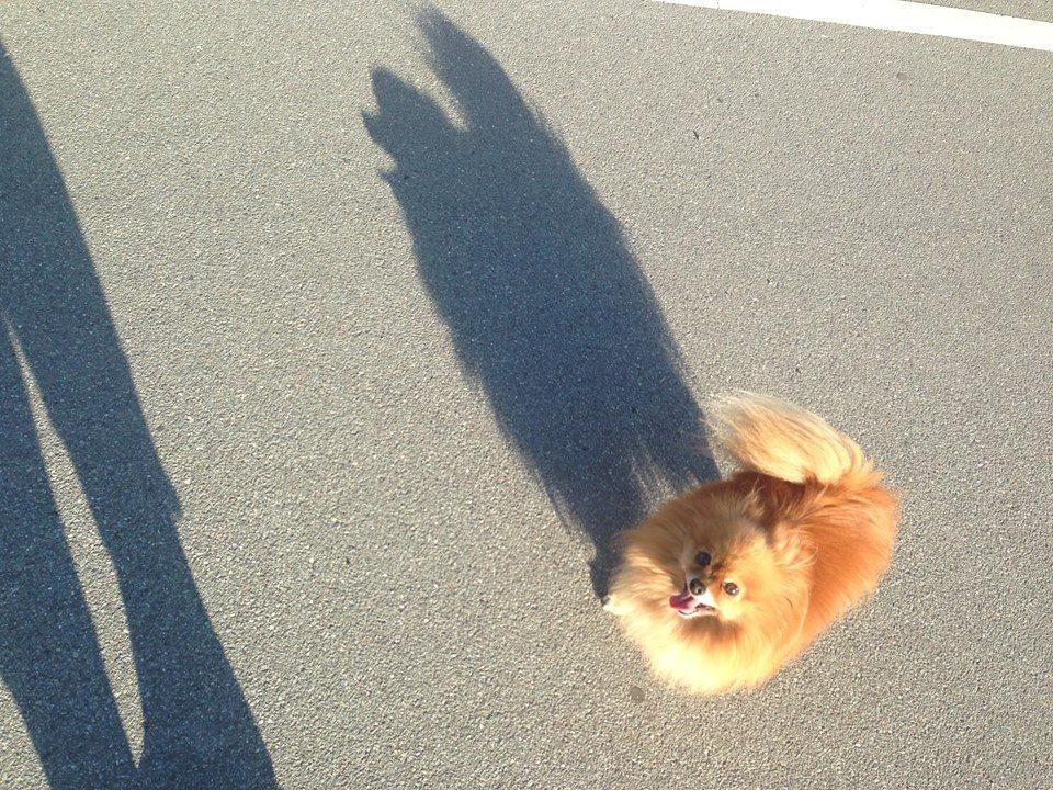 Pomeranian Malekits Nala billede 1