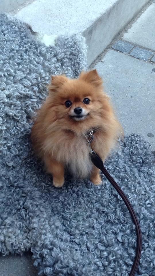 Pomeranian Malekits Nala billede 7