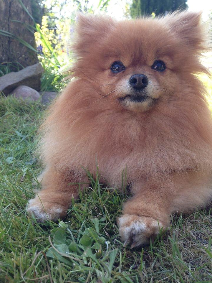 Pomeranian Malekits Nala billede 8