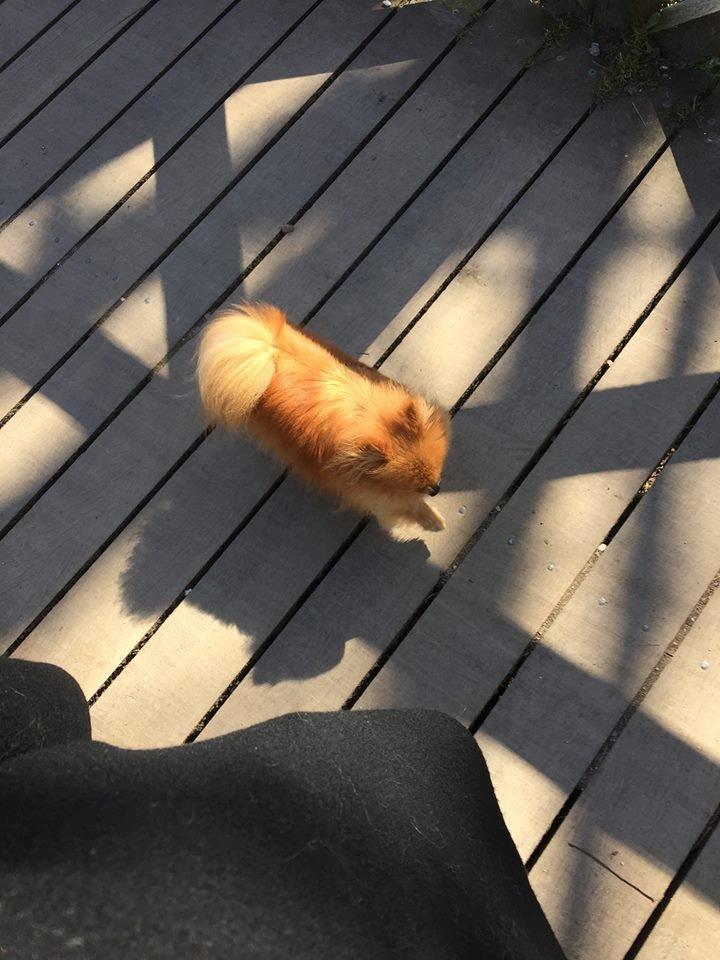 Pomeranian Malekits Nala billede 9