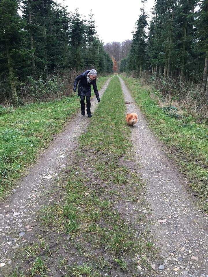 Pomeranian Malekits Nala billede 10