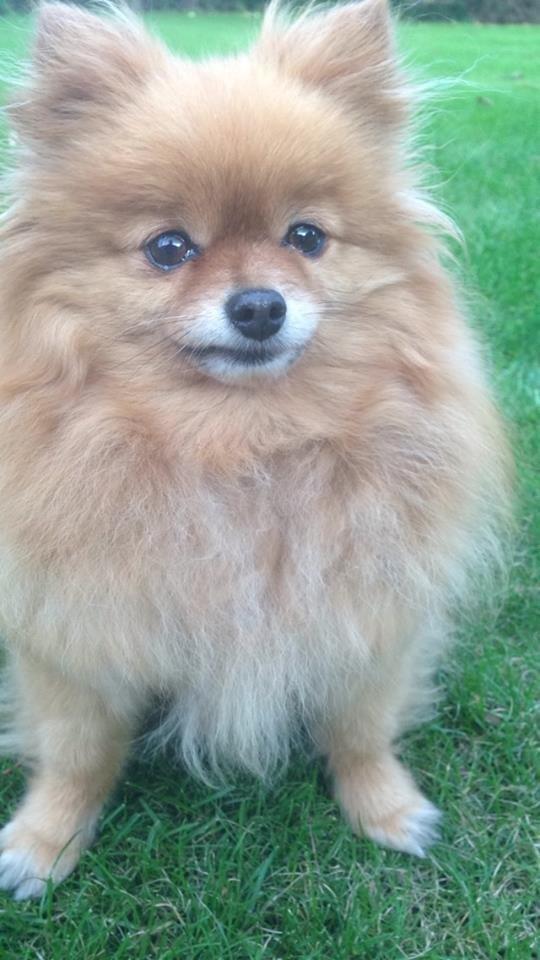 Pomeranian Malekits Nala billede 3