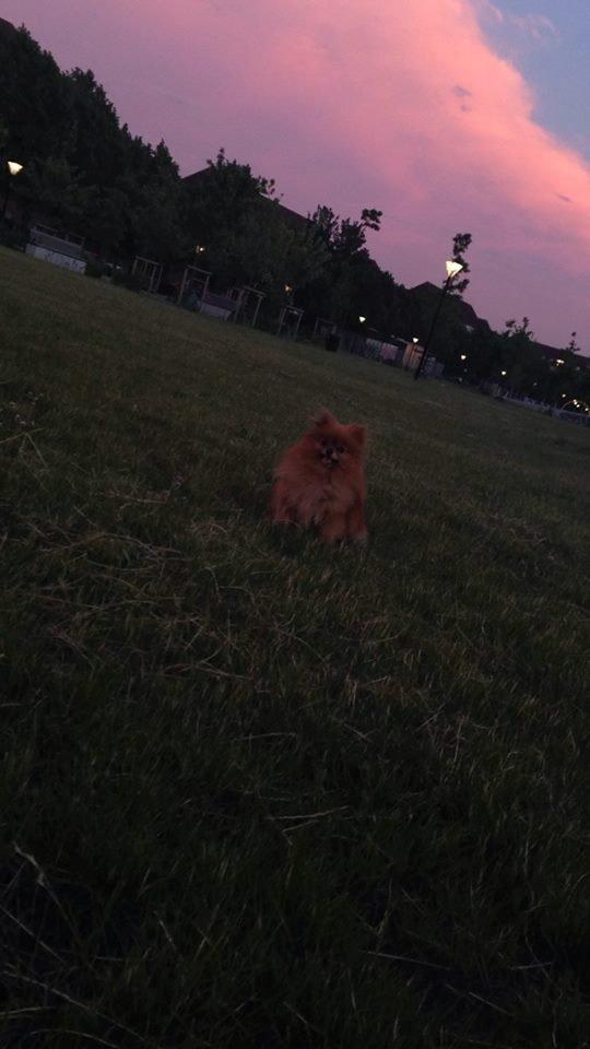 Pomeranian Malekits Nala billede 11