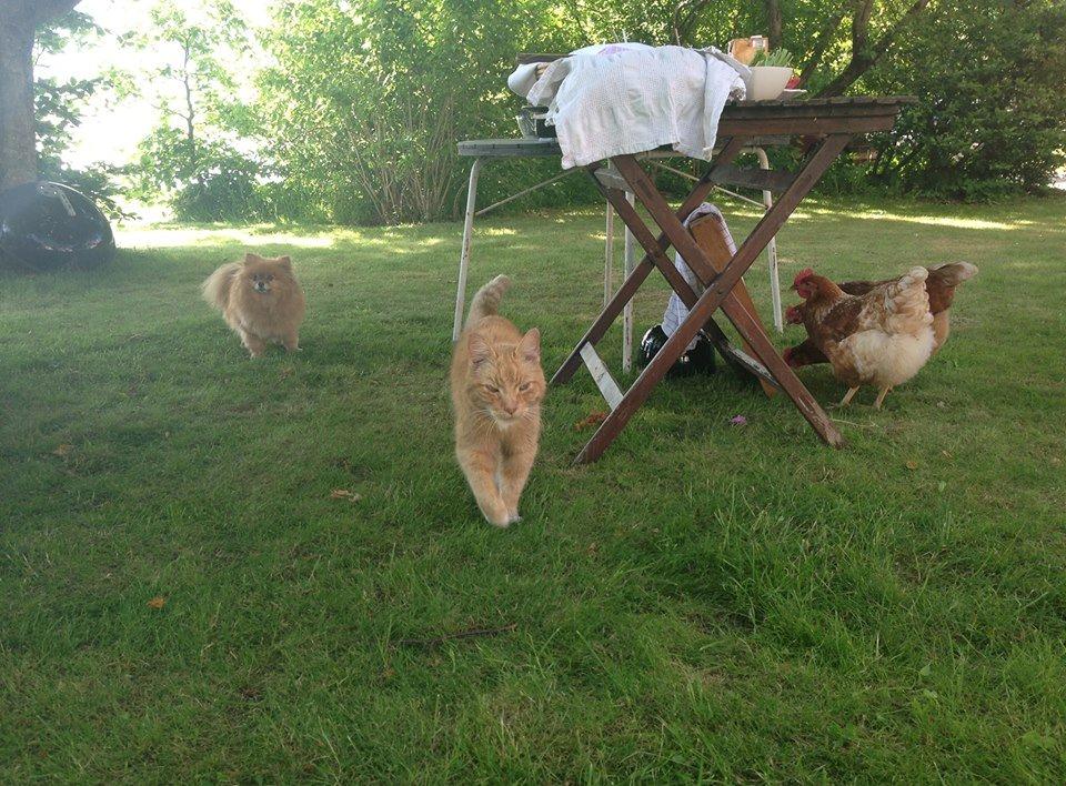 Pomeranian Malekits Nala billede 12