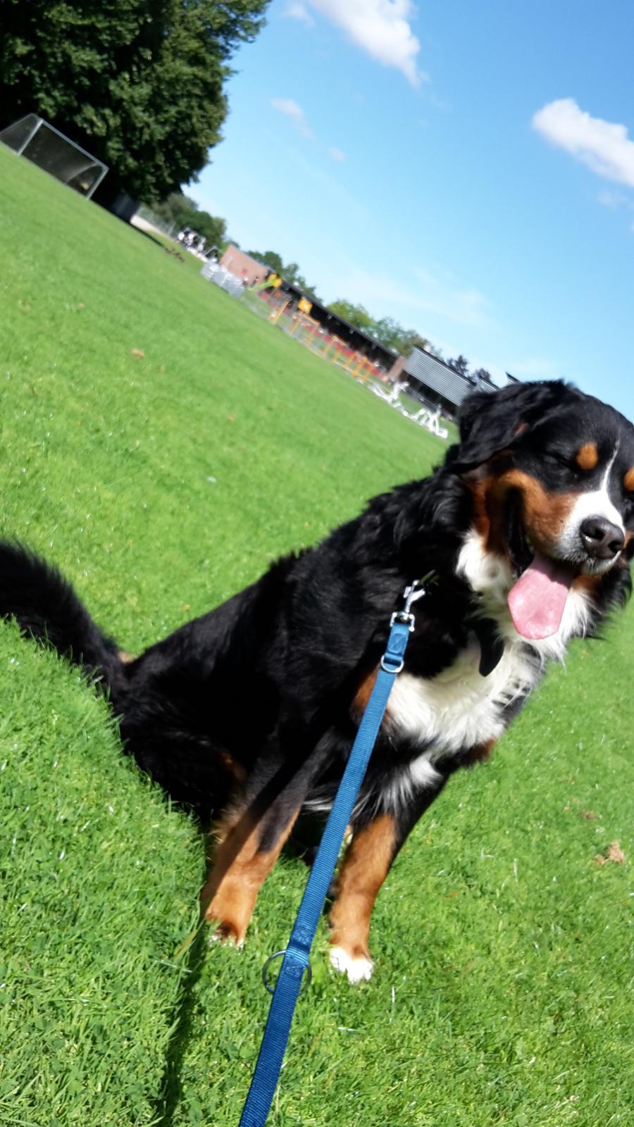 Berner sennenhund Balou - smukke og dejlige dyr❤ billede 3