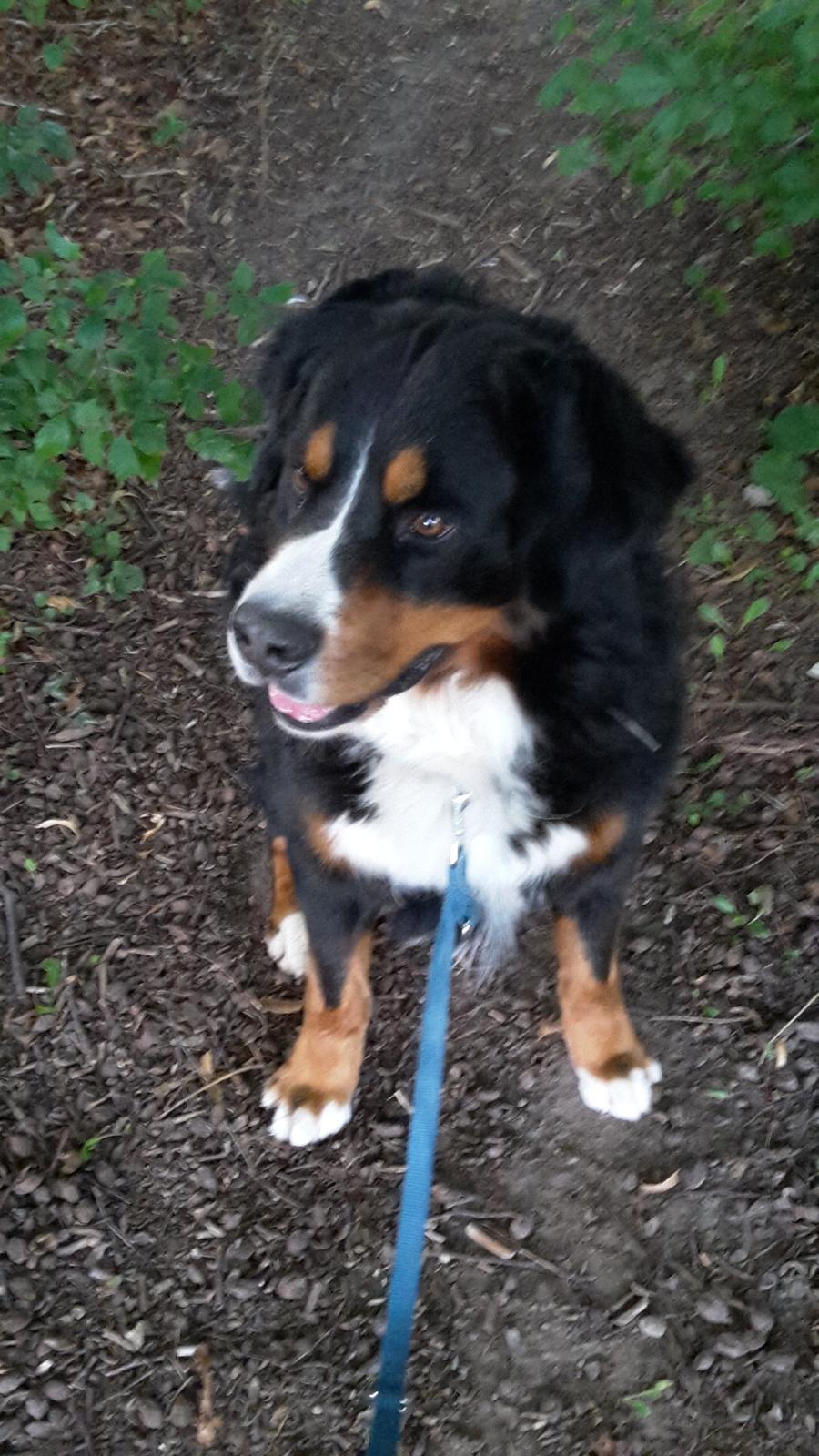 Berner sennenhund Balou billede 2