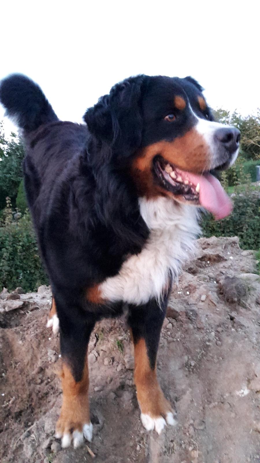 Berner sennenhund Balou billede 4