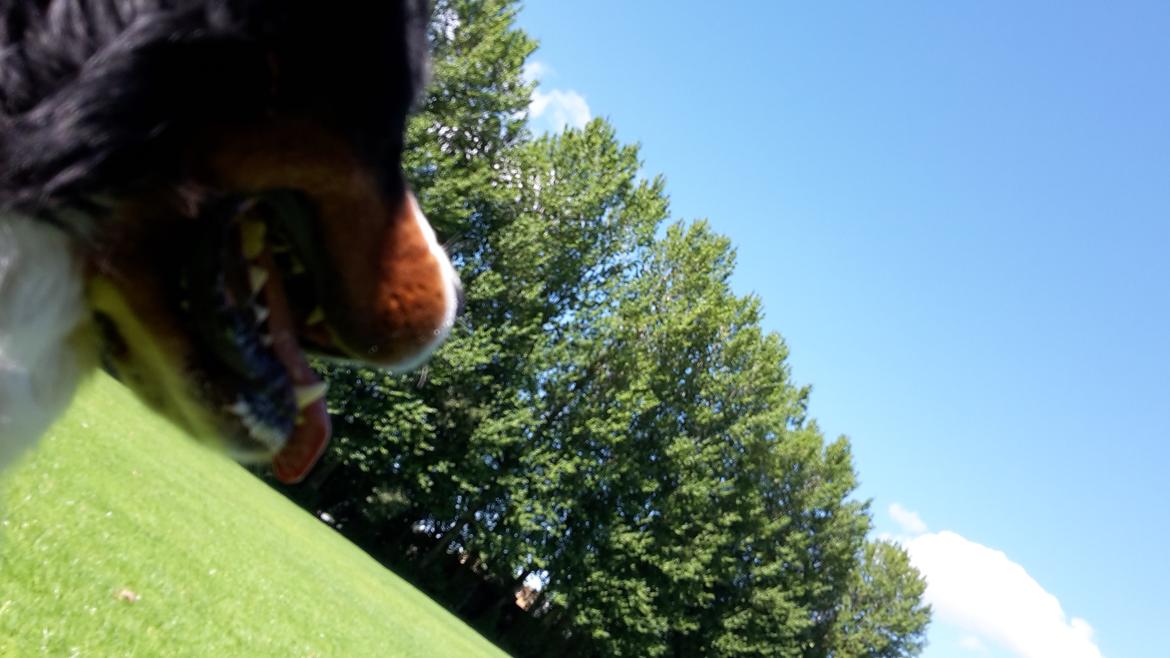 Berner sennenhund Balou billede 5