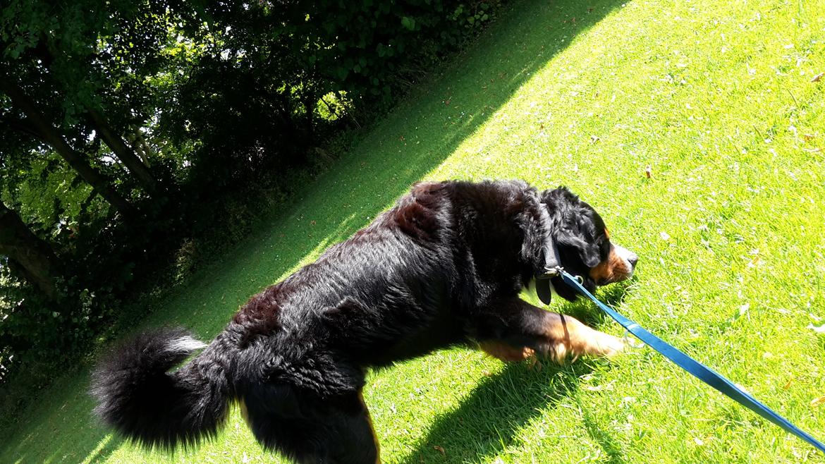 Berner sennenhund Balou billede 6