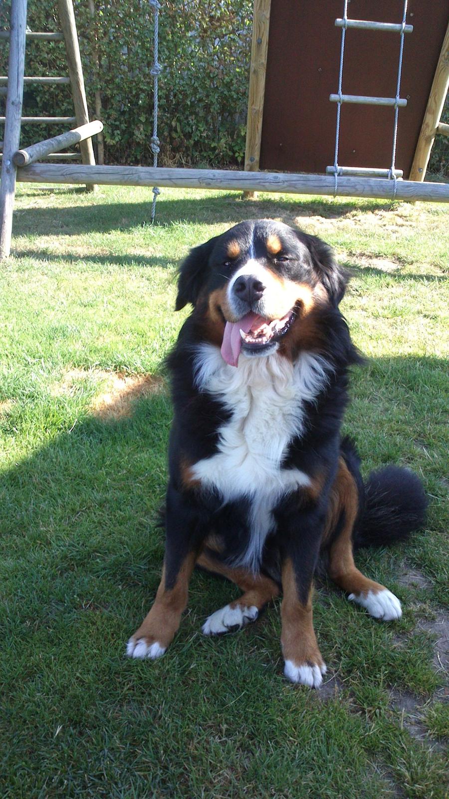 Berner sennenhund Balou billede 7