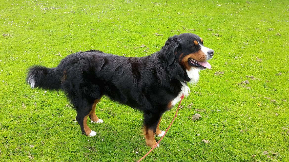 Berner sennenhund Balou billede 8