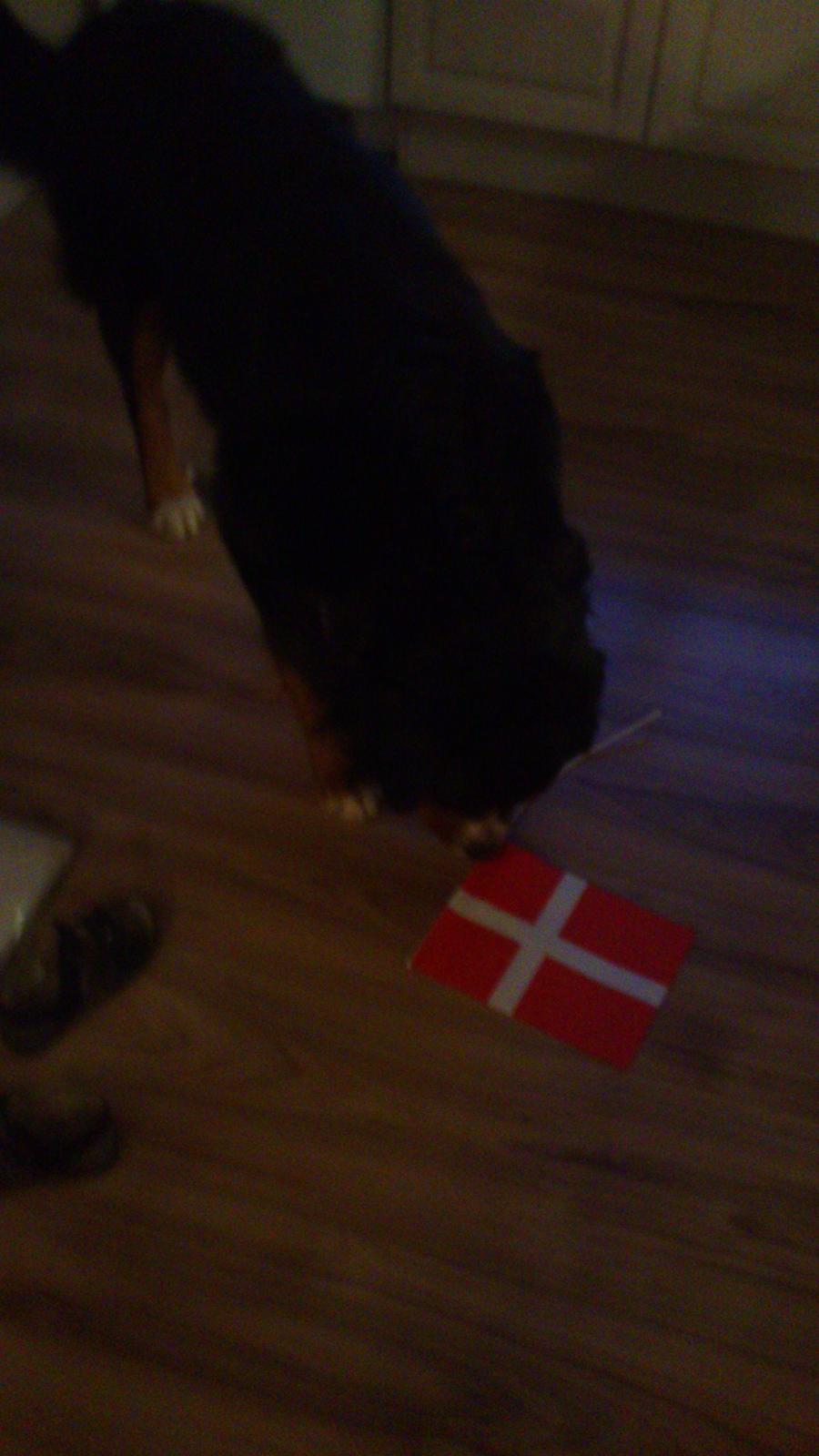 Berner sennenhund Balou - gammelt billed og ikke lige det bedste men balou er med til at fejre min søsters fødselsdag ❤❤ billede 9