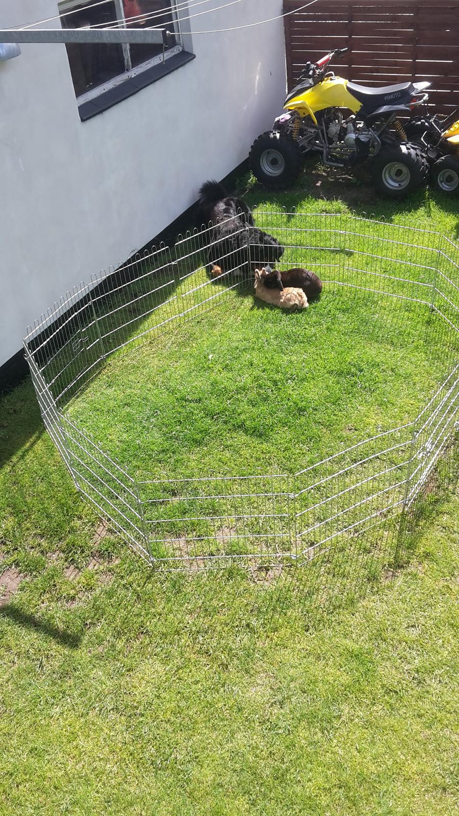 Berner sennenhund Balou - Nogle af min gode dyre venner ❤☺ billede 11
