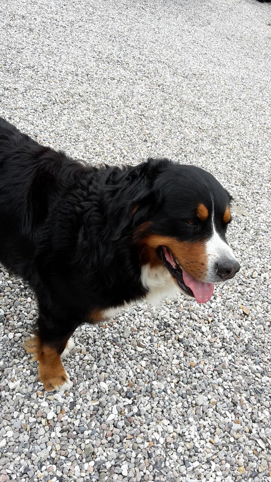 Berner sennenhund Balou billede 12