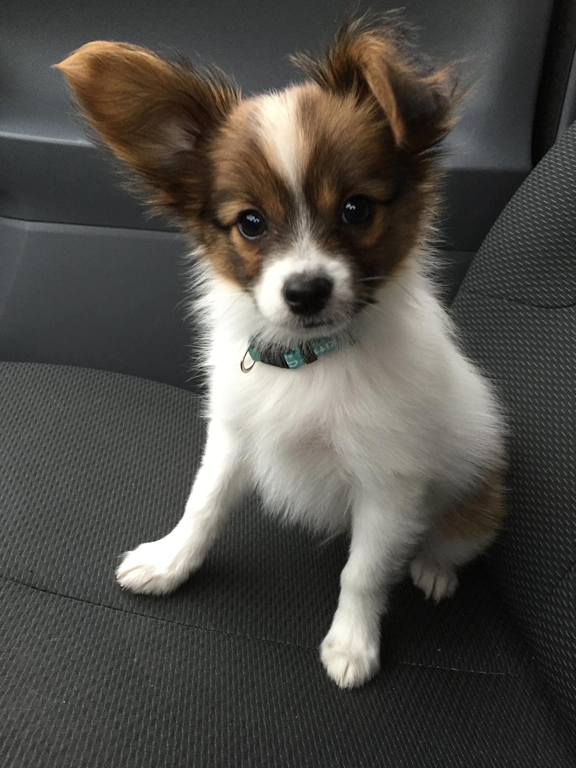 Papillon Charlie billede 4