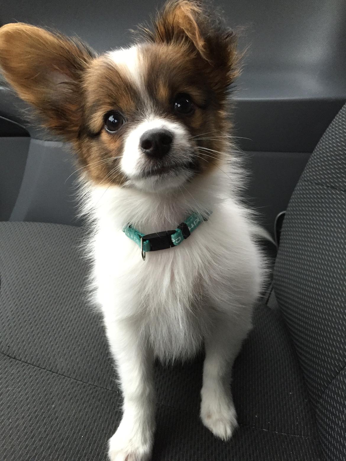 Papillon Charlie billede 5