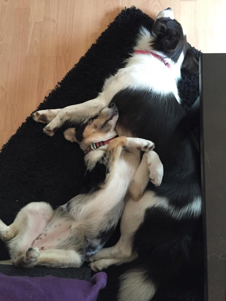 Blanding af racer Ellie billede 16