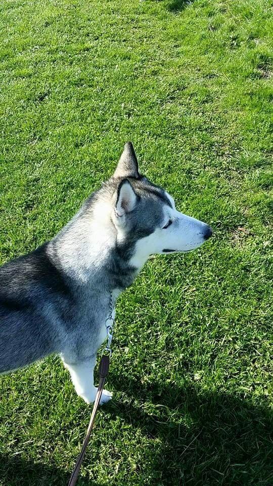 Blanding af racer jack billede 2