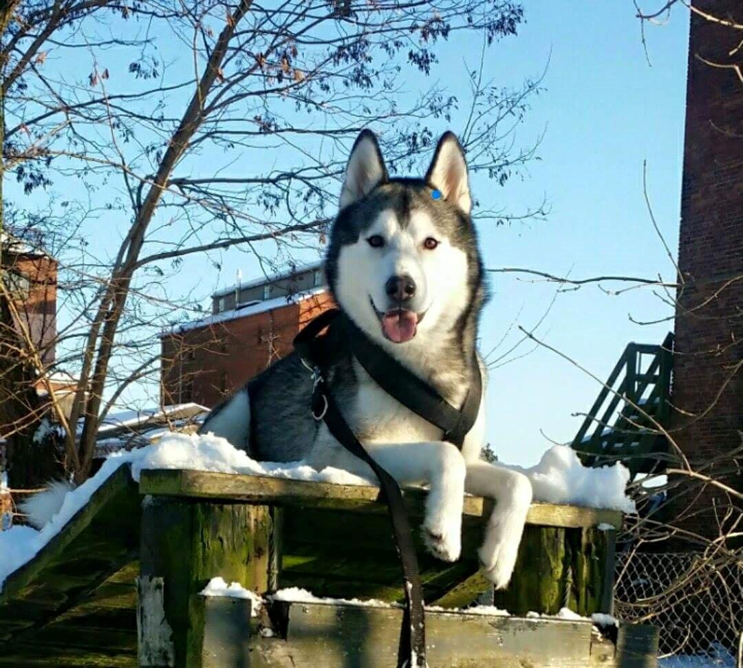 Blanding af racer jack billede 5