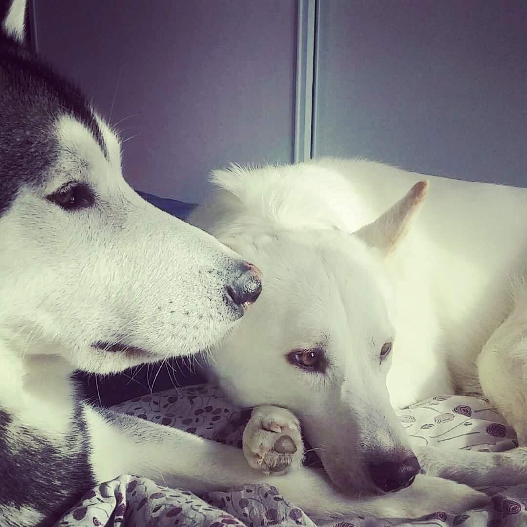 Blanding af racer jack billede 7