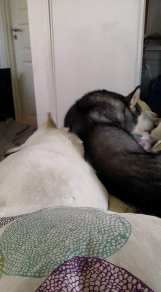 Blanding af racer jack billede 8