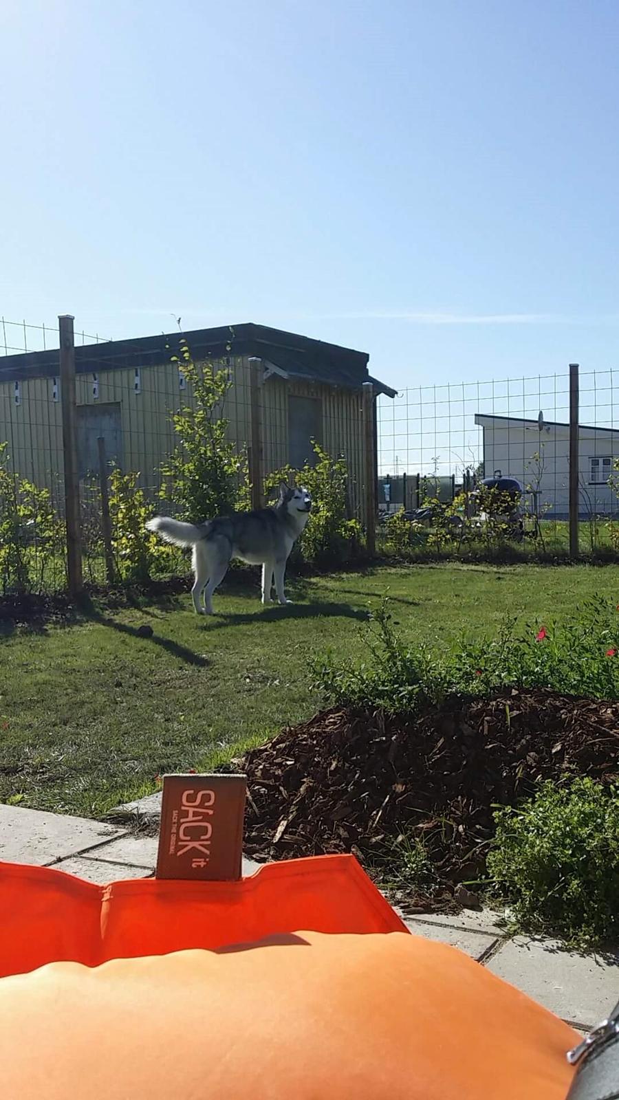 Blanding af racer jack billede 9