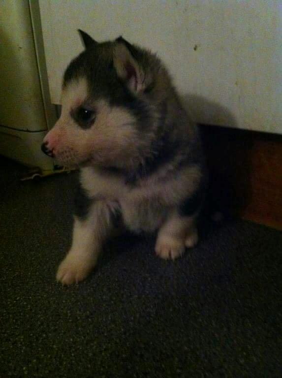 Blanding af racer jack billede 10