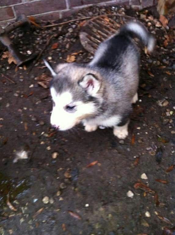 Blanding af racer jack billede 11