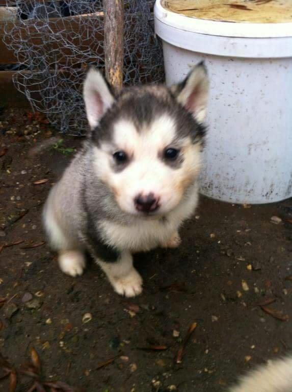 Blanding af racer jack billede 12