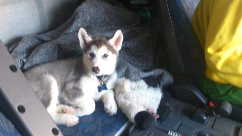 Blanding af racer jack billede 13