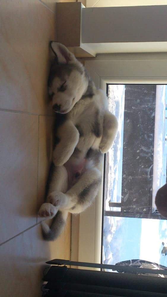 Blanding af racer jack billede 14