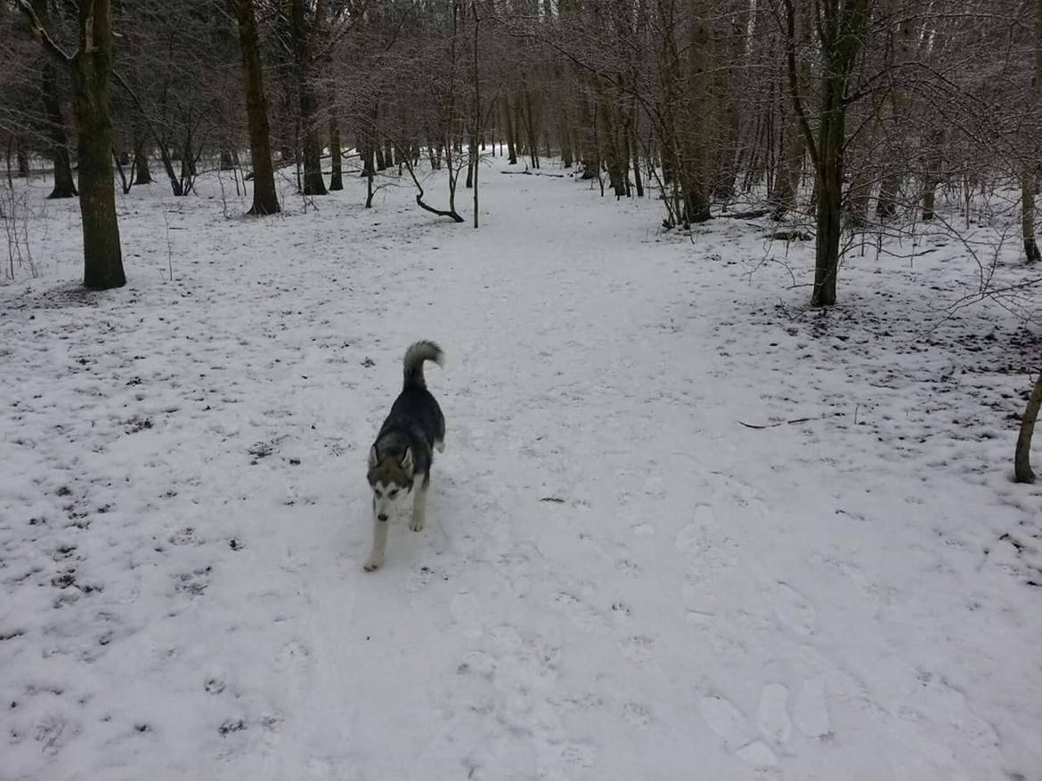 Blanding af racer jack billede 15