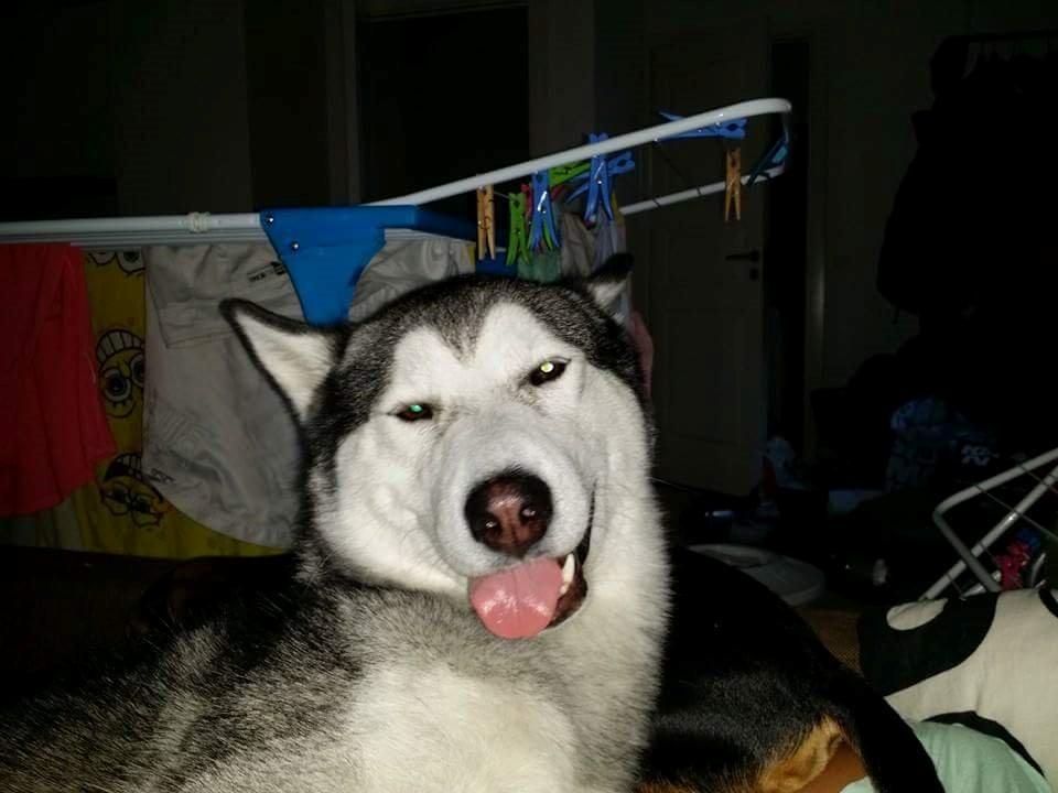 Blanding af racer jack billede 16