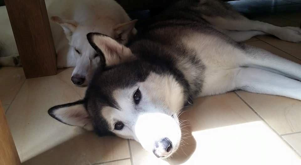 Blanding af racer jack billede 6