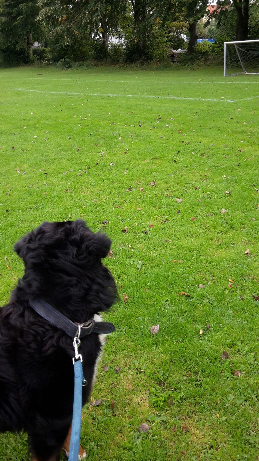 Berner sennenhund Balou - uhhhh der er andre hunde der over  billede 13