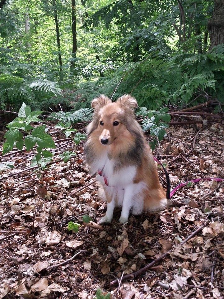Shetland sheepdog Luna billede 17