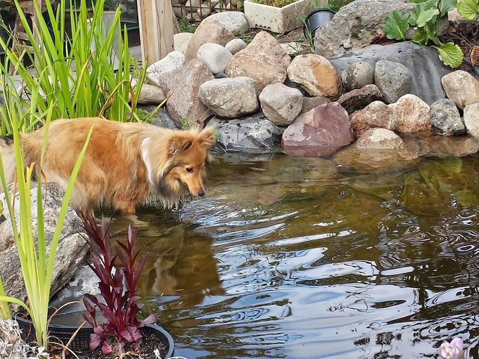 Shetland sheepdog Luna billede 18